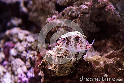 Falco hawkfish Cirrhitichthys falco Stock Photo