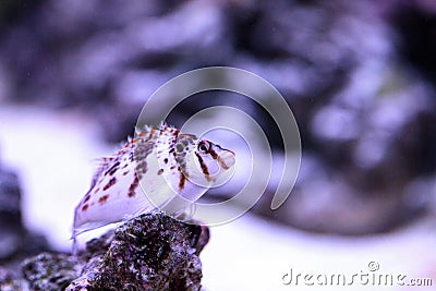 Falco hawkfish Cirrhitichthys falco Stock Photo