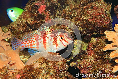 Falco Hawkfish Stock Photo