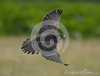 Falco peregrinus Stock Photo