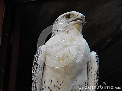 Falco rusticolus Stock Photo