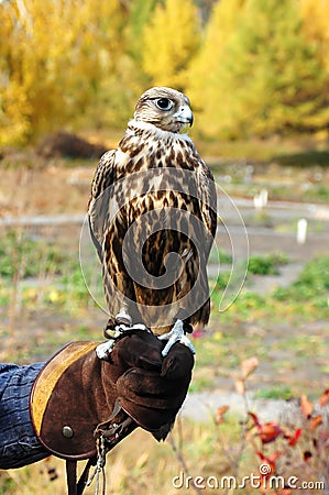 Falcon Stock Photo