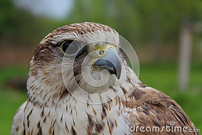 Falcon Beauty Stock Photo