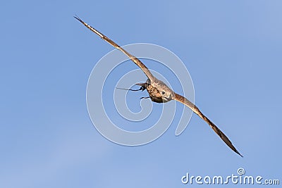 Falcon bird in flight Stock Photo