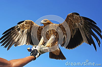 Falcon bird. Stock Photo