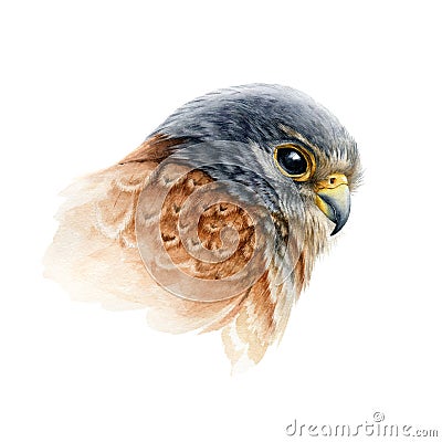 Falcon bird portrait watercolor illustration. Hand drawn close up realistic kestrel head image. Wild predator avian Cartoon Illustration
