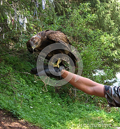 A falcon bird sits on a gloved hand. Falconry. Summer, forest Stock Photo