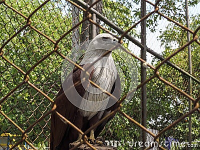 Falcon in the cage Stock Photo