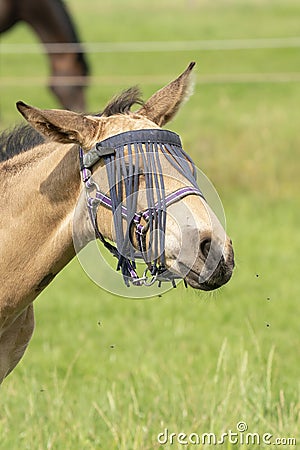 A falcon color foal in the field, wearing a fly mask, shaking his head, pasture, horse Stock Photo