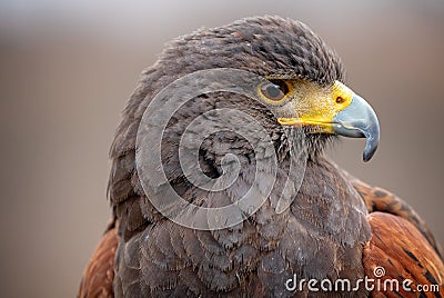 Close up side view of the head of a hybrid falcon showing eye and beak in profile - looking to the right Stock Photo