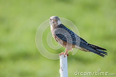 Falcon Falco subbuteo on a soft green background Stock Photo