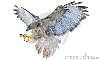 Falcon flying hand draw on white background Vector Illustration