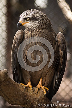 Falcon in cage Stock Photo