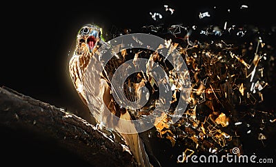 Falcon with open beak, abstract animal concept. Stock Photo