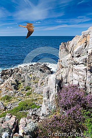 Falcon over the Swedish coast Stock Photo