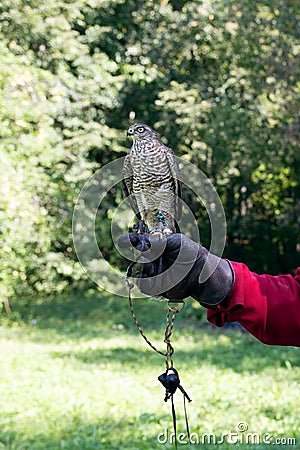 A bird of prey for Russian falconry. Stock Photo