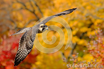 falcon swooping near colorful autumn trees Stock Photo