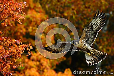 falcon swooping near colorful autumn trees Stock Photo