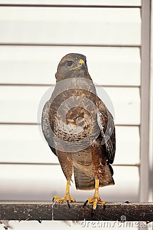 Falcon at the zoo in a cage Stock Photo