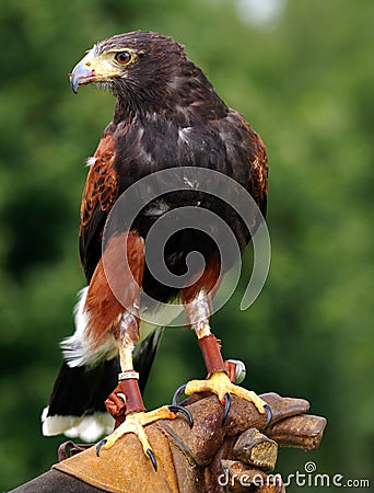 Falconer with bird of prey Stock Photo