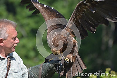 Falconer With Falcon Editorial Stock Photo