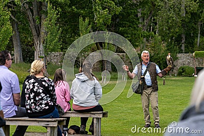 Falconer and peregrine falcone during a show in the gardens of Dunrobin Castle Editorial Stock Photo