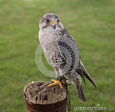 Falconry Bird of Prey Stock Photo