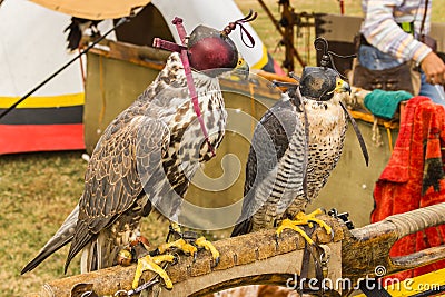 Falconry Birds of Prey Stock Photo