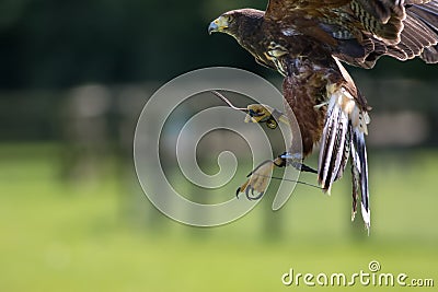 Falconry. Haris hawk bird of prey on display. Stock Photo