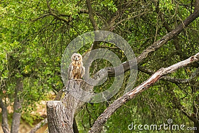 Falconry-headed owl in the park. In the background are green trees in the park Stock Photo