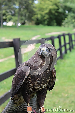 Falconry in the Park Stock Photo