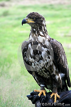 Falconry and young bald eagle Stock Photo