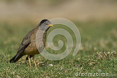 Falkland Thrush bathing in the Falkland Islands Stock Photo