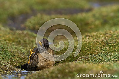 Falkland Thrush bathing in the Falkland Islands Stock Photo