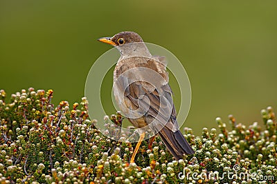 Falkland Thrush, Turdus falcklandii falcklandii, brawn bird with food for youngs, sitting on the stone, animal in the nature habit Stock Photo