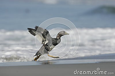 Falklands flightless streamer duck, Tachyeres brachypterus Stock Photo