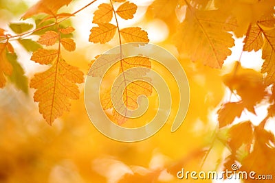 Fall Stock Photo