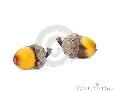 Fall Acorns Stock Photo