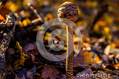 Escape from the reality into the nature Stock Photo