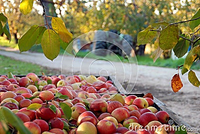 Fall Apple Harvest and Orchard Stock Photo