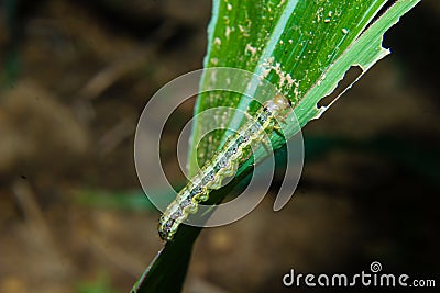 Fall armyworm Spodoptera frugiperda on corn leaf. Corn leaves damage by worms Stock Photo