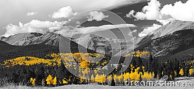 Fall Aspen Forest in Black and White Panoramic Mountain Landscape Stock Photo