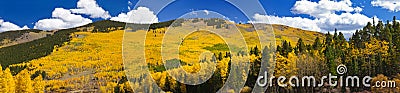 Fall Aspen Forest Panoramic Landscape Stock Photo