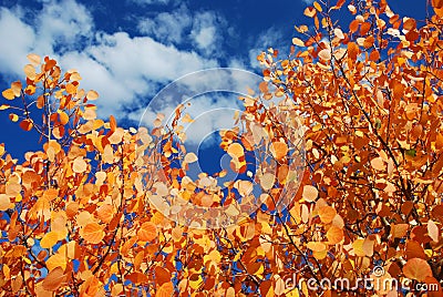 Fall Aspen Leaves Stock Photo