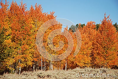 Fall Aspen Trees Stock Photo