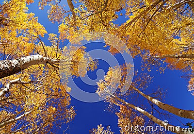 Fall Aspen Trees Stock Photo