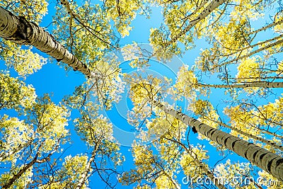 Fall Aspens in Colorado in the sky Stock Photo