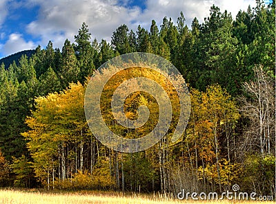 Fall Aspens Stock Photo