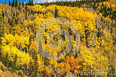 Fall Aspens in October in Colorado Stock Photo