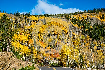 Fall Aspens in October in Colorado Stock Photo